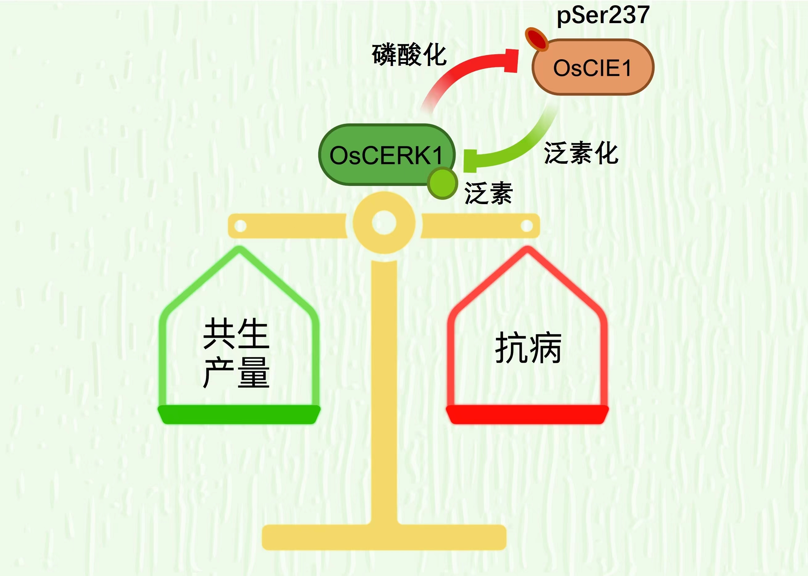 新澳精准资料期期精准,完善的执行机制解析_精简版807.110