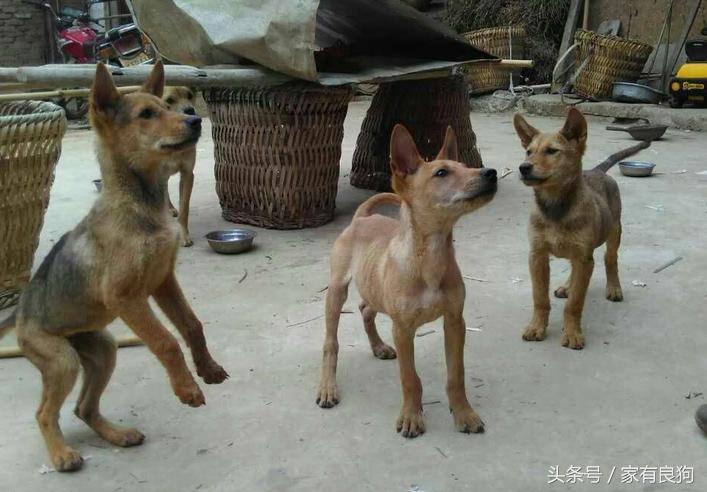 最新贵州土猎犬,贵州土猎犬适合城市养吗