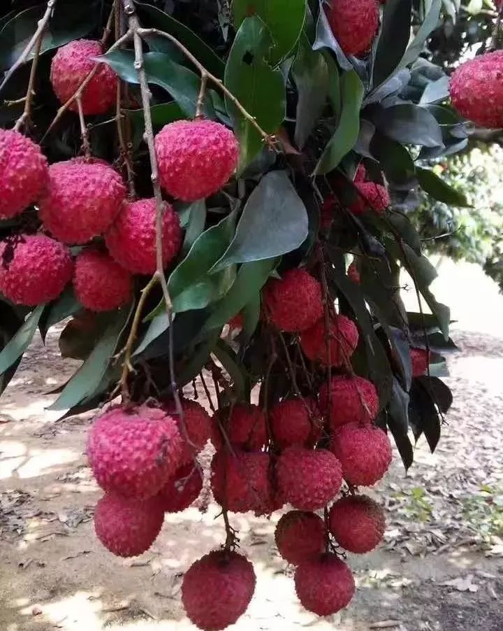 增城市潘小航最新动态