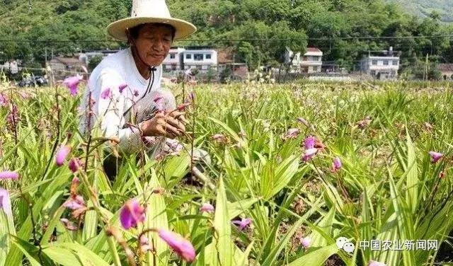 金银花最新行情深度探讨（XXXX年市场分析）