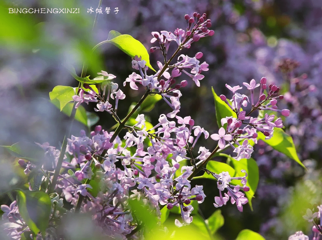 丁香婷婷深情五月亚洲,调整方案执行细节_免费版58.589